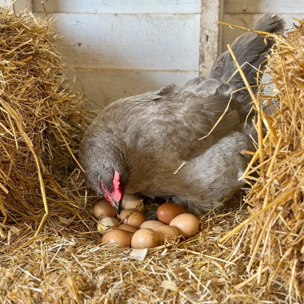 Meet your Posher, Liz